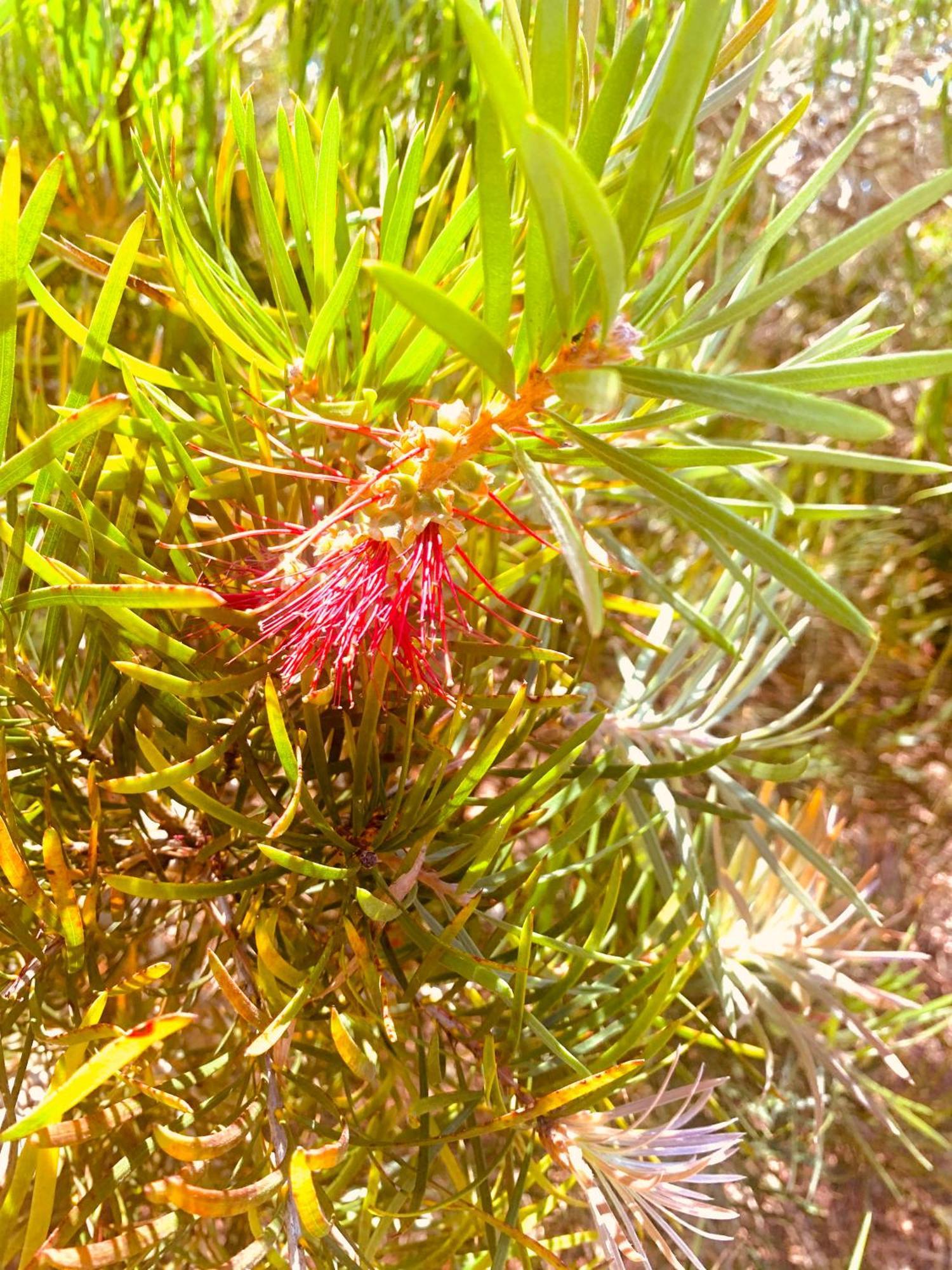 Spring Bay Villas, Denmark, Wa Esterno foto